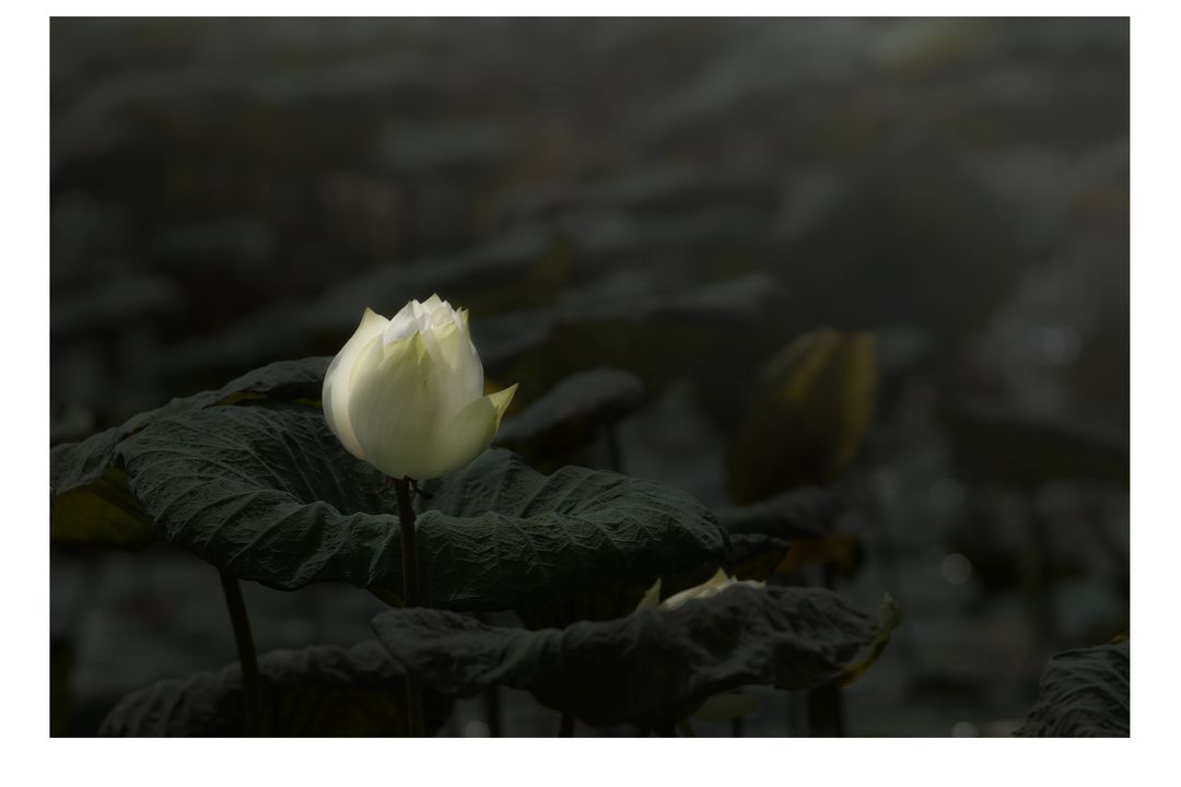 Cradling by Mah Yuen Lung