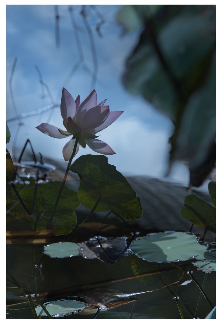Flower in the Water by Mah Yuen Lung