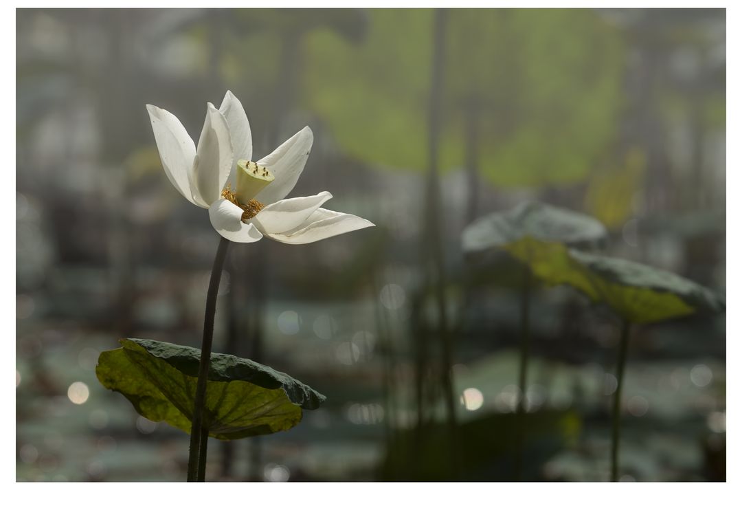 First Light by Mah Yuen Lung